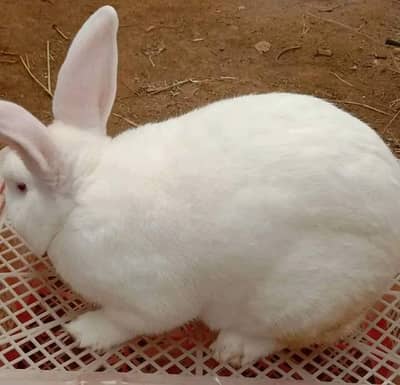 pure newziland white top quality 5kg plus blodline