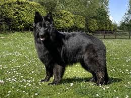Pedigree long coated black German shepherd puppies available for sale