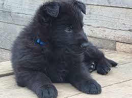 Pedigree long coated black German shepherd puppies available for sale