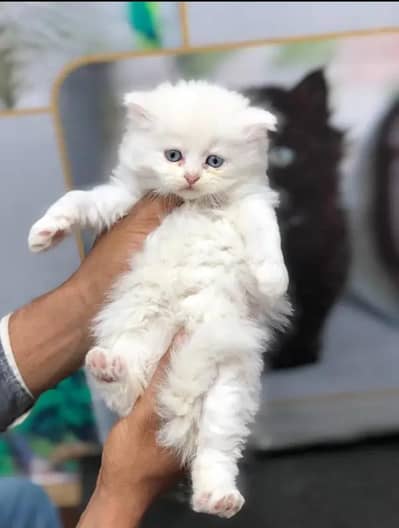 Persian kittens Pairs