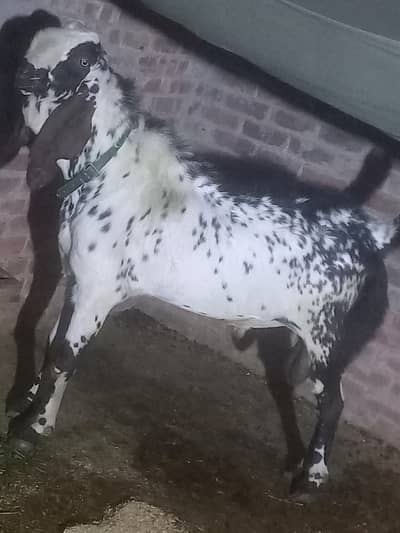 bakra breedar bare size me ghar ka pala howa hight b bari length b