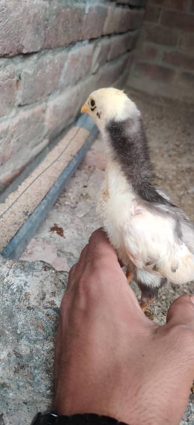 Shamoo | Shamoo Chicks for sale | king Shamoo