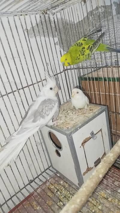 White Pearl Male Cocktail Breeder + Australian Budgie For Sale