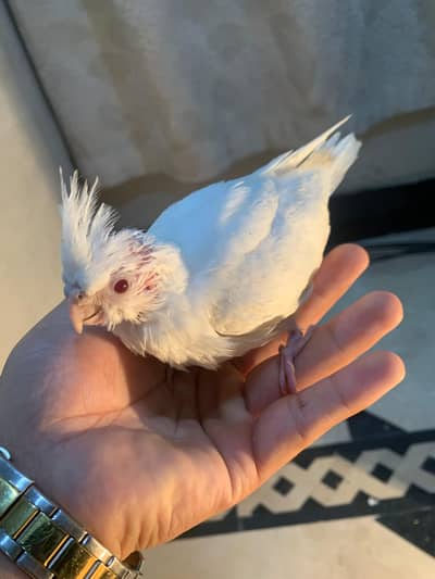 Cocktail chicks available