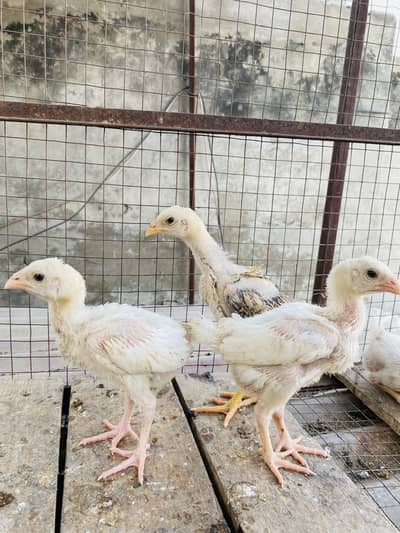 Aseel heera chicks 1 lakha chick for sale