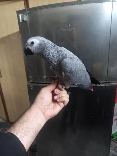 african grey talking start chicks 4 sale 03224000914