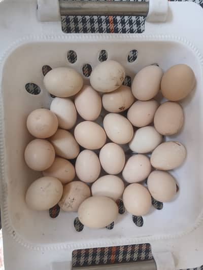 Aseel hen eggs