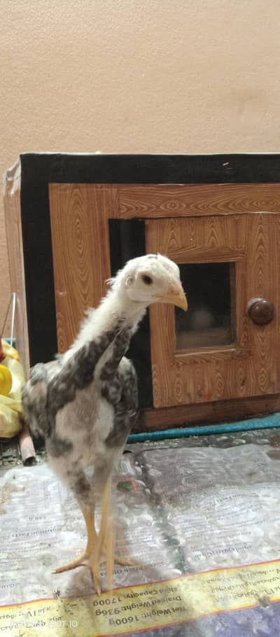 aoa king o shamoo chicks for sale location sialkot city cargo availabl