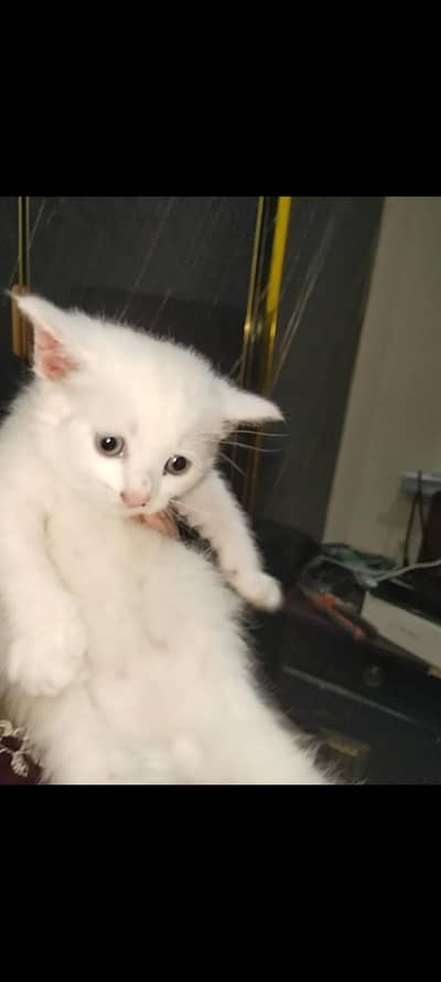 Persian kitten grey eyes