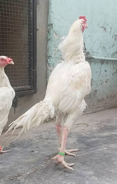 Paper white quality big size