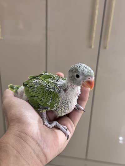 Alexandrine (raw) and Ringneck chicks available
