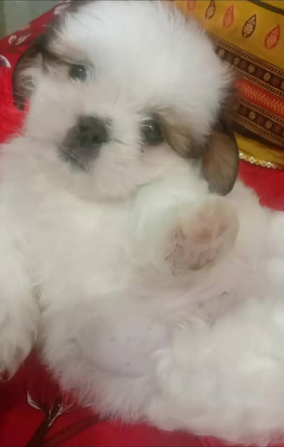 Pure Shih Tzu Puppy for Sale  1 Month Old Very Cute & Healthy