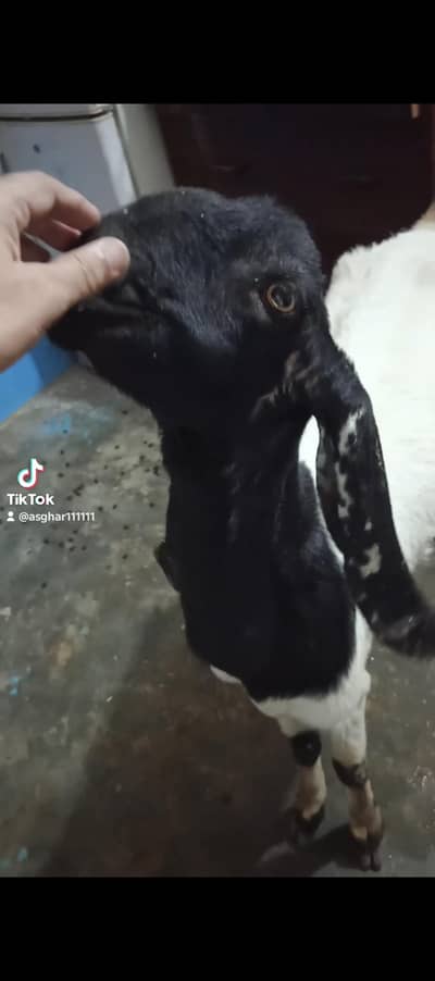 2 month gaban Bakri munasib price
