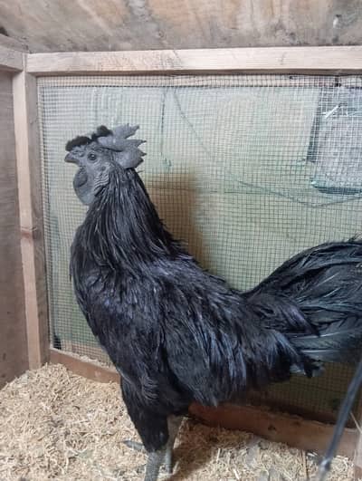 Ind. Ayam Cemani
