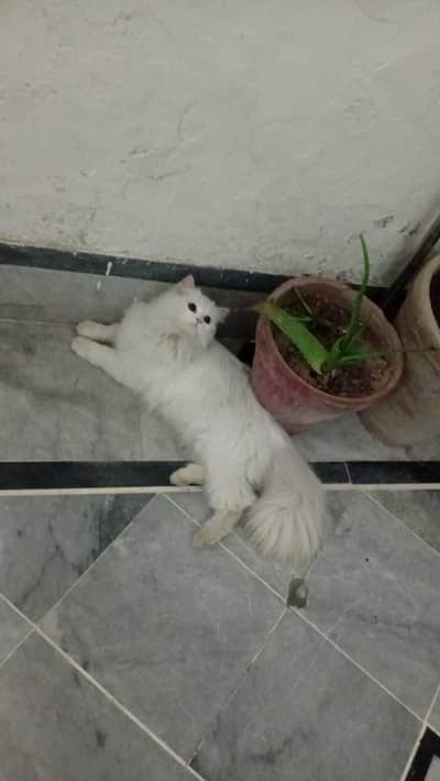 for sale argent cat 03054880213