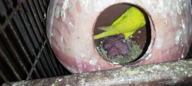 love bird pair bajri pair with cage