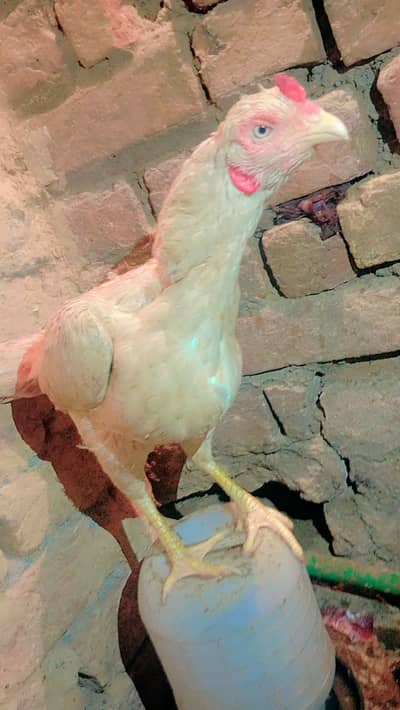 Hens for Sale / Murghiyan For Sale