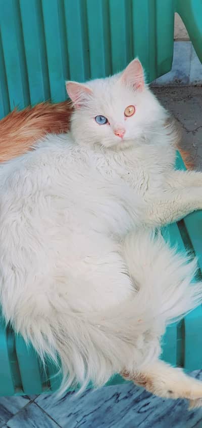 Persian Male Cat