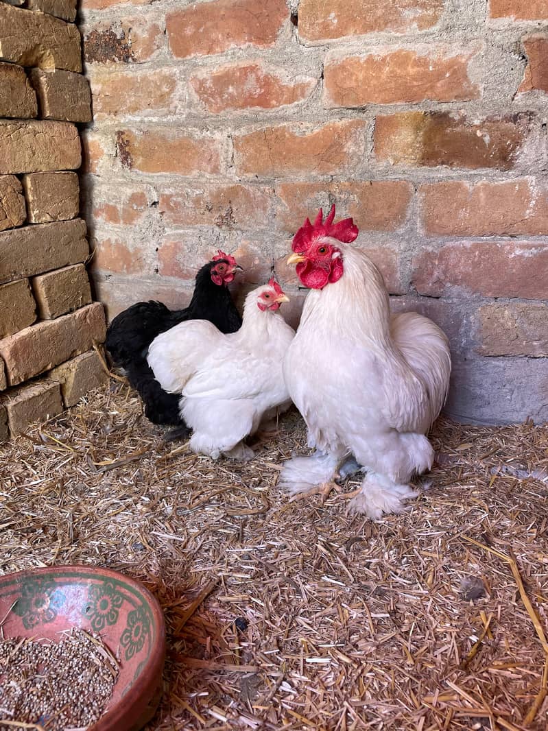 Bantam eggs 4