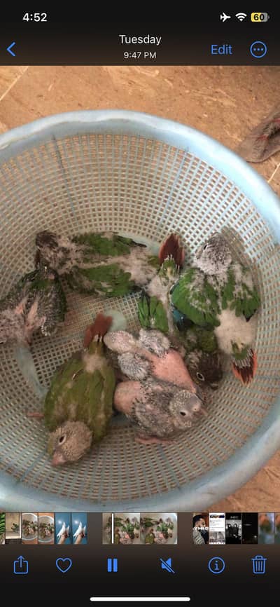 Conure. Chicks.