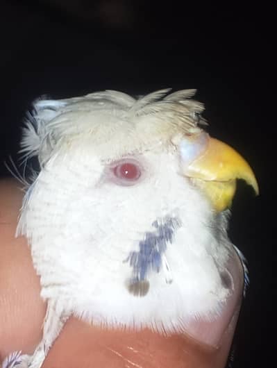 tcb fellwo Bak fril male for sall   price full and final