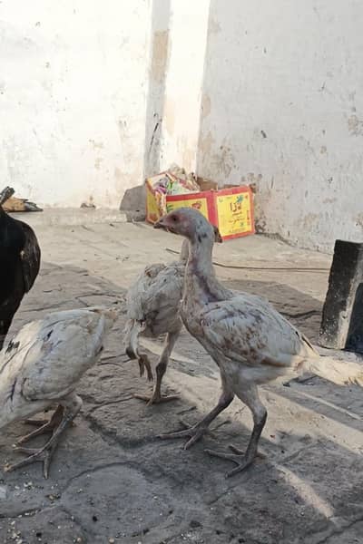 aseel pure chiks for sale