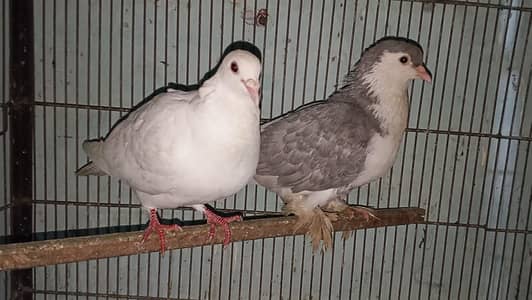 fancy pigeon