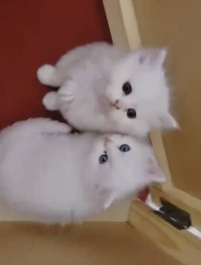 Persian kittens