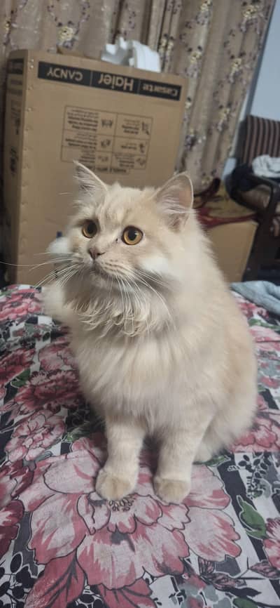 Persian Tripple coat