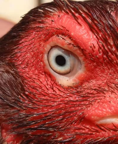 Blue Eyes Keelon Wali Topli Madi