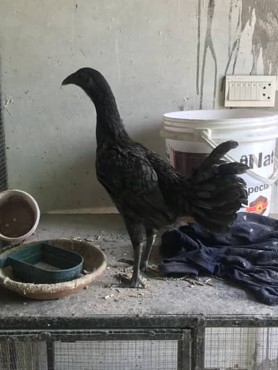 2 Aseel females and dregun female