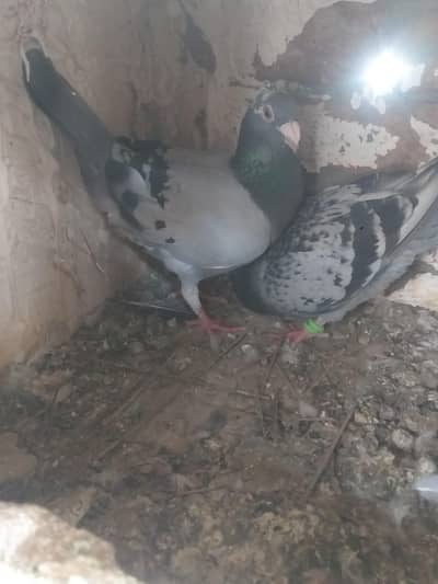 full breeder pair hai