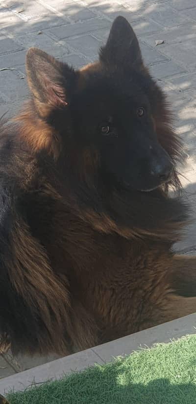 all kind of dog and pets