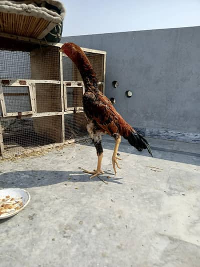 (japanese Pakistani)(Burmi Pakistani )