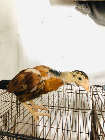 Mian wali aseel + heera aseel + color aseel