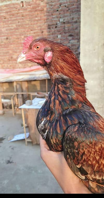 Lakha Aseel Mianwali