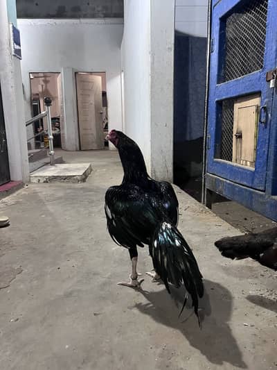 Maiawala Aseel murga and murge ha