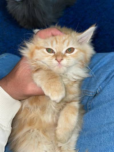 Cute persian and short haired pair available for paid adoption