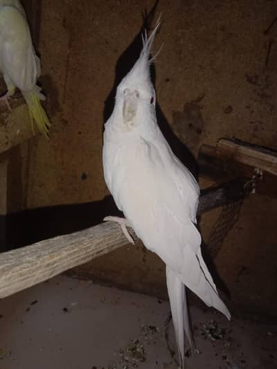 eno cockatiel for breeding par pas