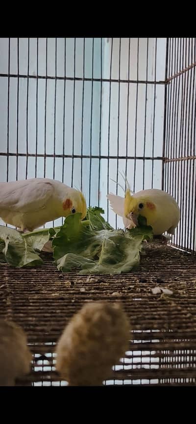 Cream cocktail breeders pair