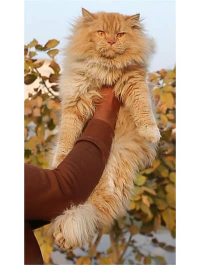 Male cat - tripple cote - persion cat - cat for sale