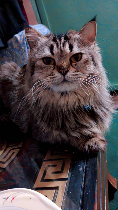 Persian cat