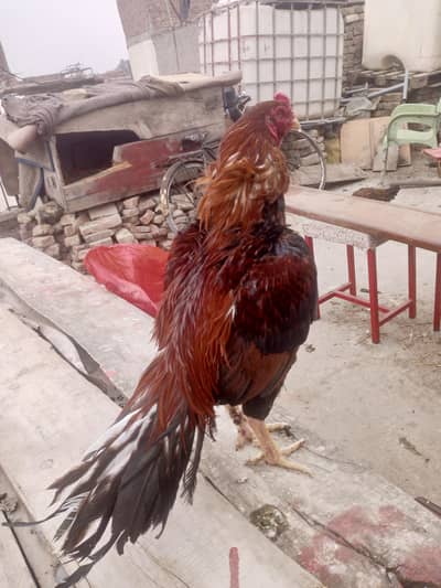 aseel old blood line  murga  full mazboot