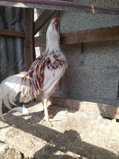 Aseel murga for sale