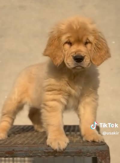 Golden Retriever Male Puppy