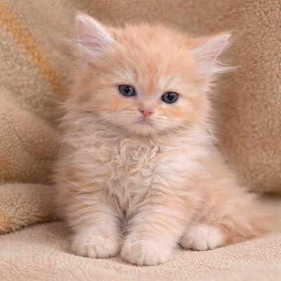 Persian kittens