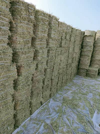 Peanut Straw (Peanut Hay)مونگ پھلی کا بھوسہ