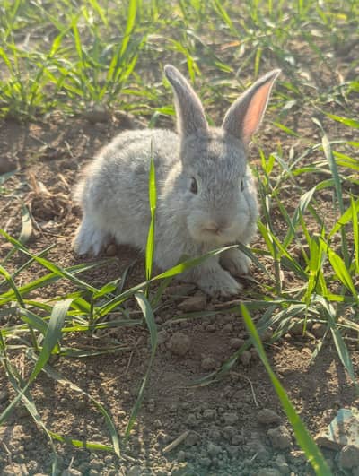 Flemish rabbit bunnies for sale Imorted breed