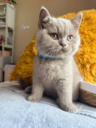 British Shorthair Kitten