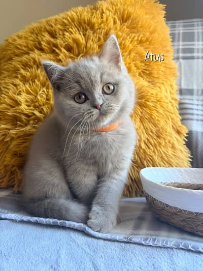 British Shorthair Kitten
